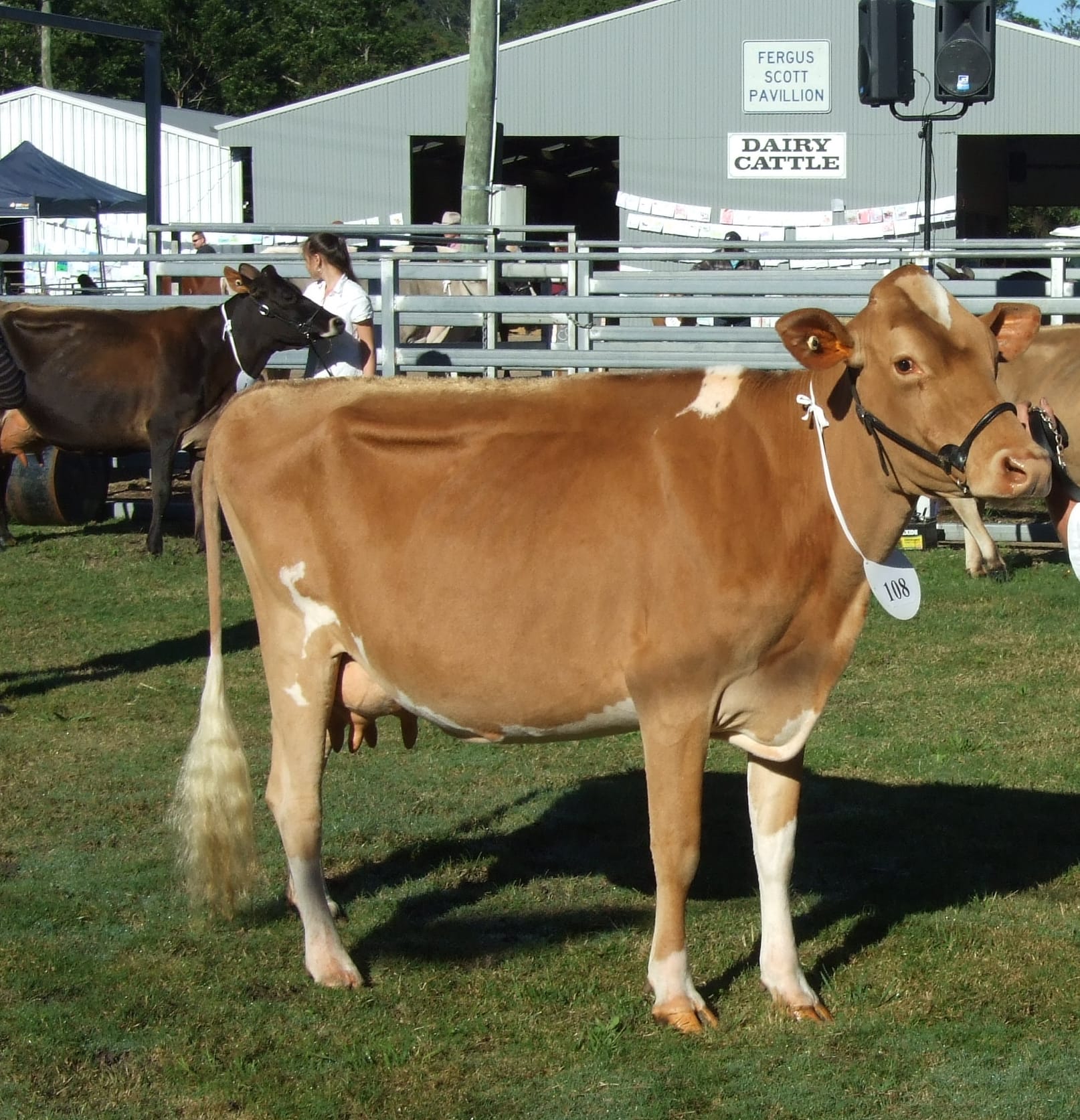 Dairy Cow.jpeg (1)