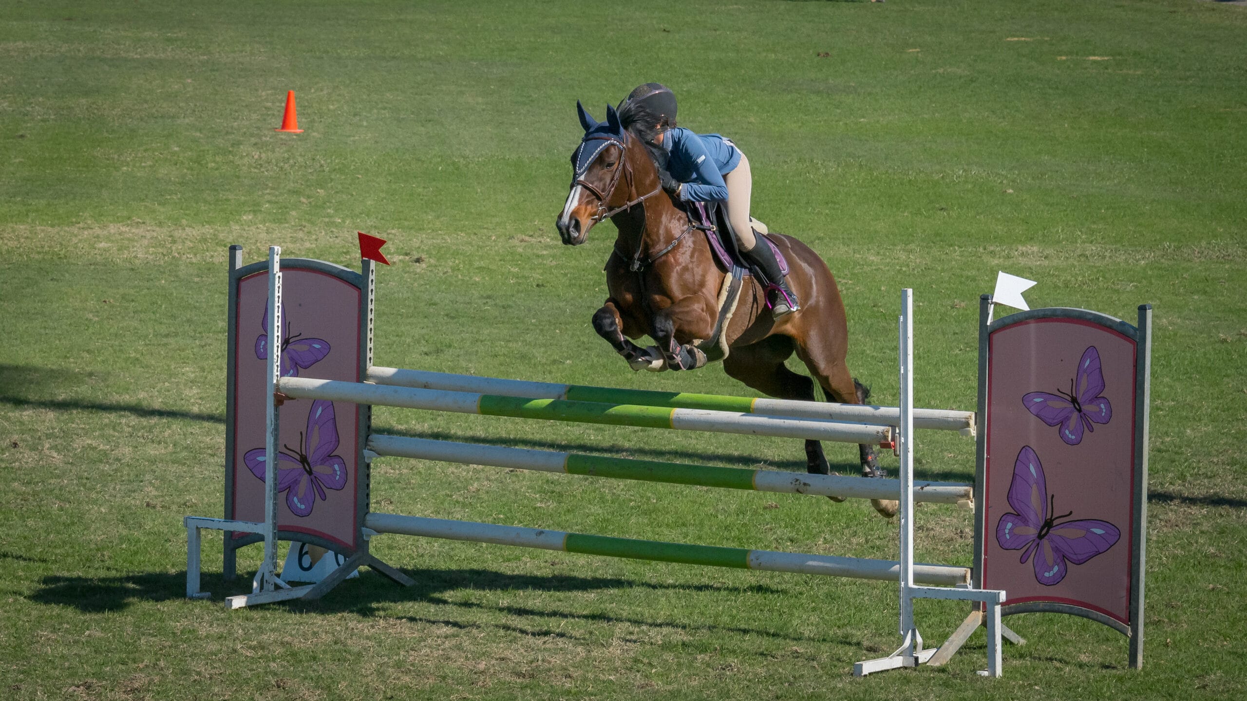 HGP_SCAS2023_Horses-16 (1)