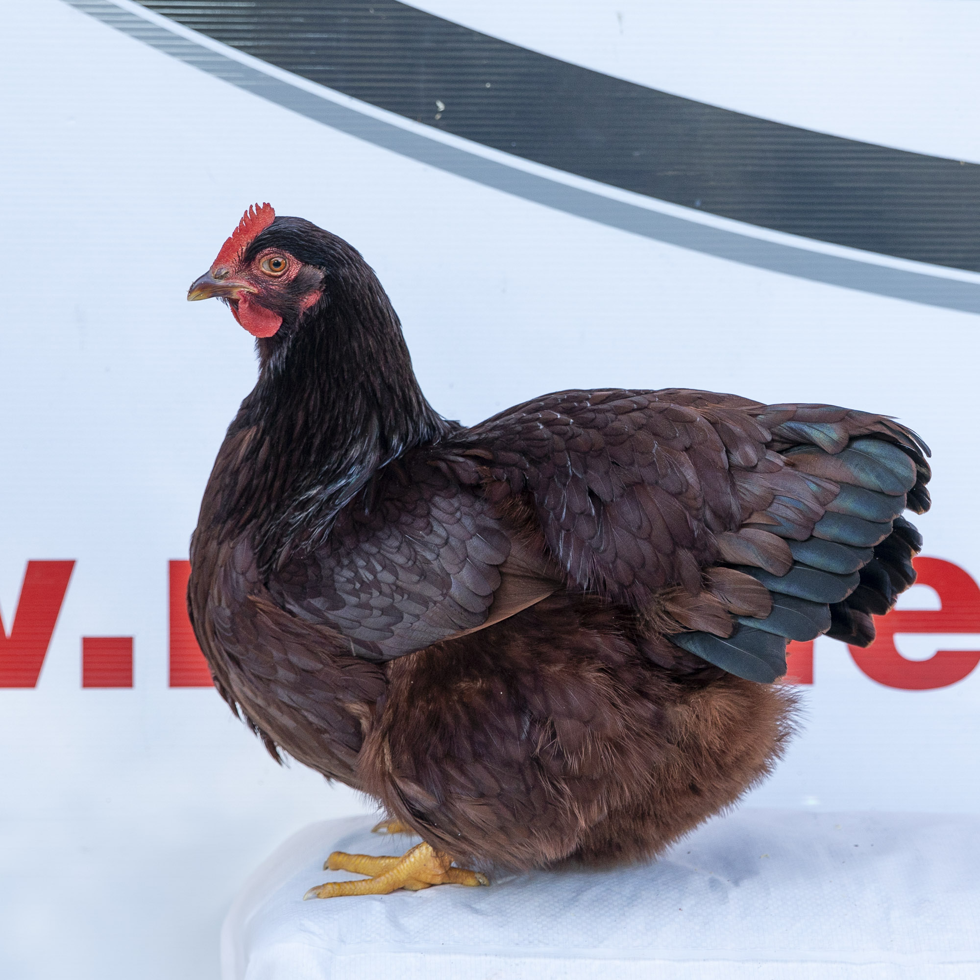 2025-06-14-Image-Poultry-1355