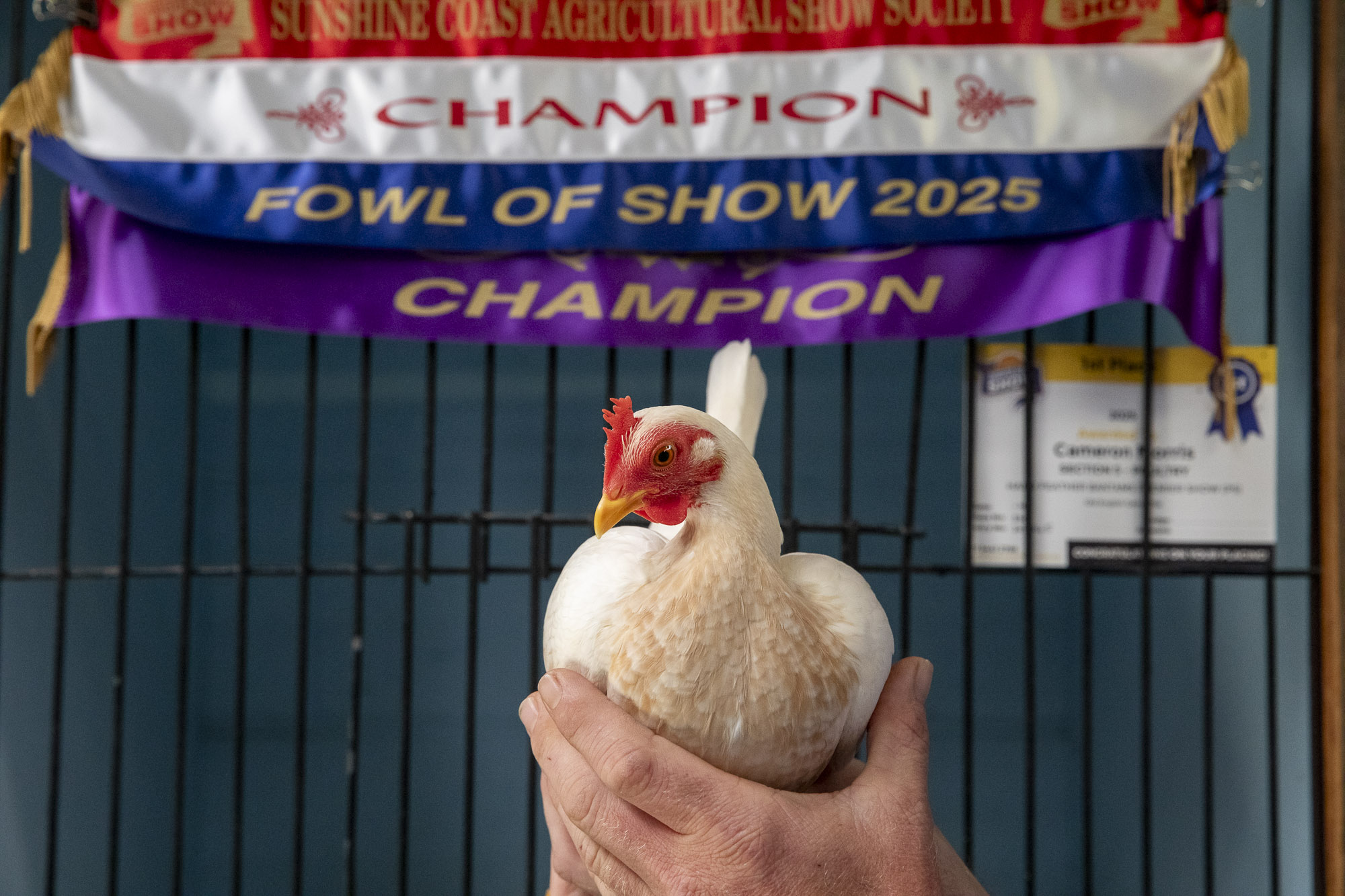 2025-06-15-Image-Poultry-2167
