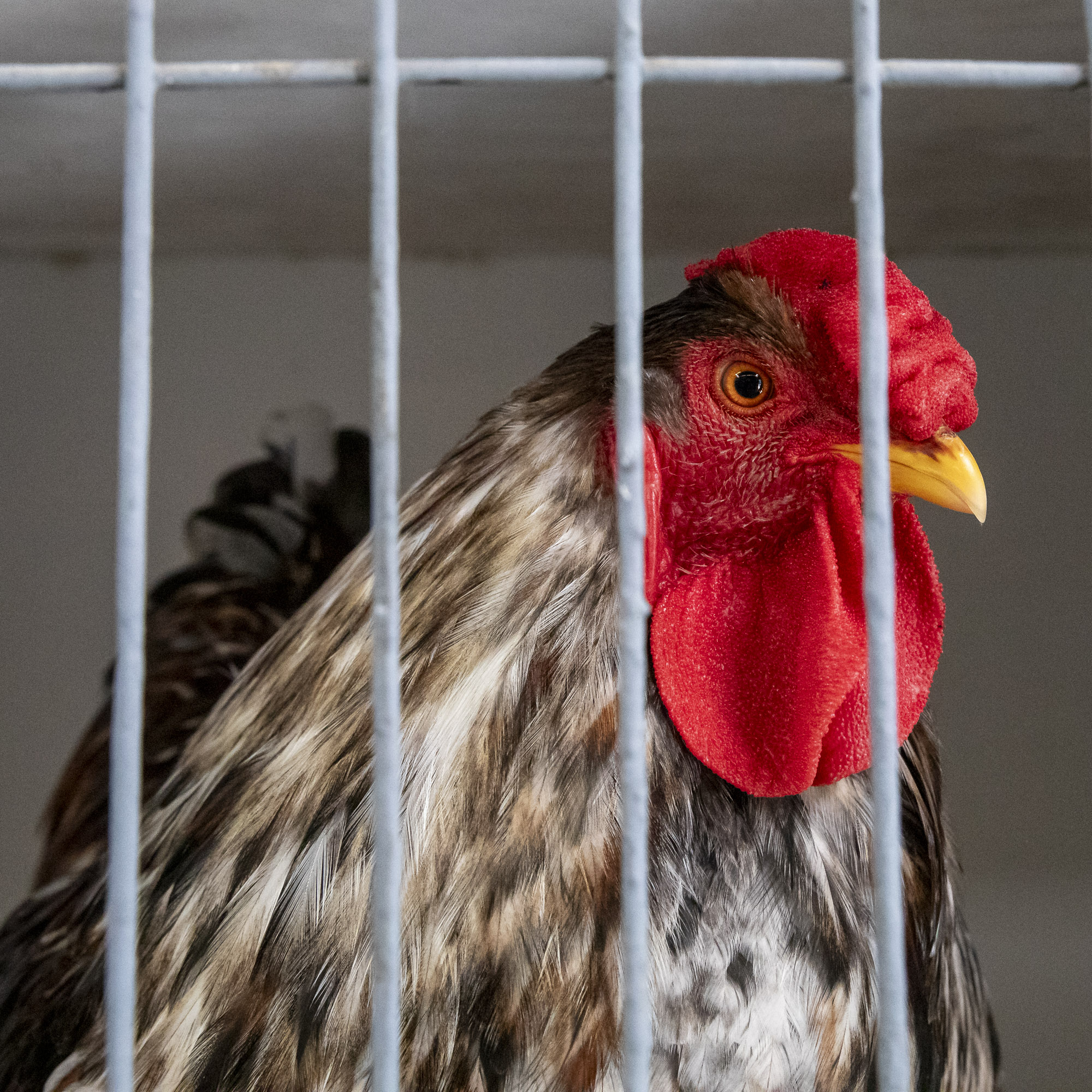 2025-06-15-Image-Poultry-2175