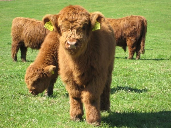 1024px Highland Cattle 4