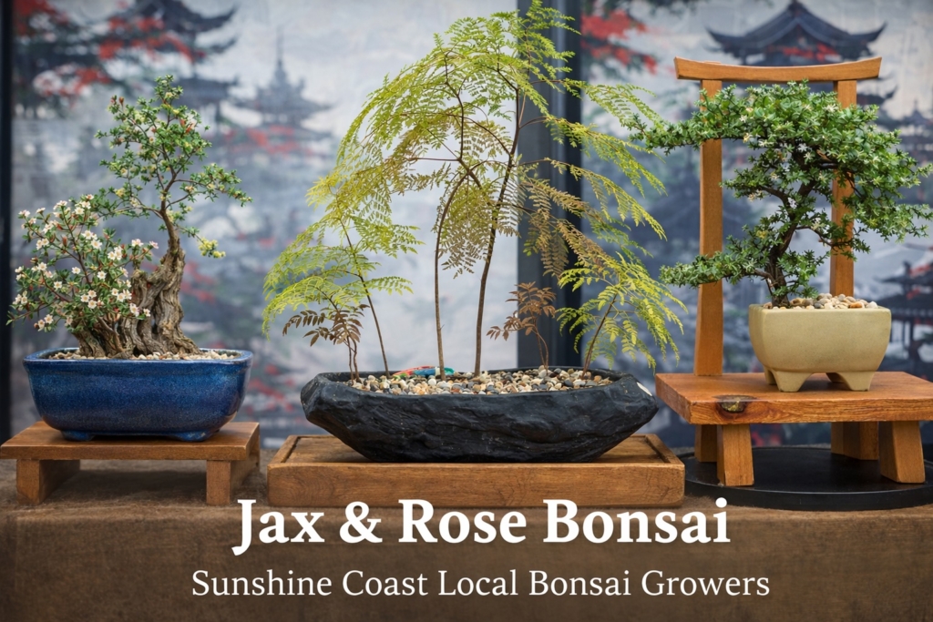 Bonsai collection from Jax Rose copy