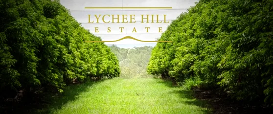 lychee divine farm visit8